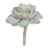 Echeveria Pearl Von 6 in. Light Green/Burgundy