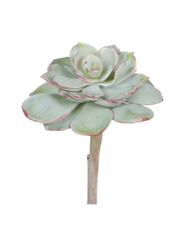 Echeveria Pearl Von 6 in. Light Green/Burgundy