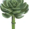 Echeveria Pick 5 in. Green / Grey