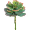 Echeveria Spray 10 in. Green/Pink