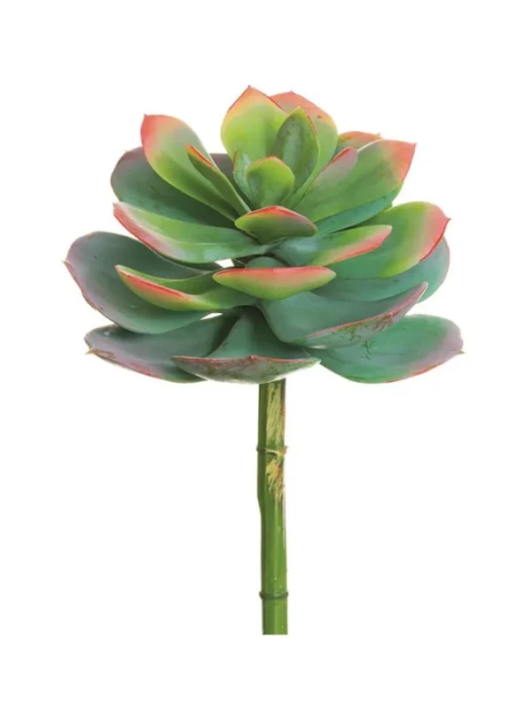 Echeveria Spray 10 in. Green/Pink