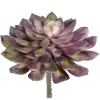 Echeveria Succulent 6 in. Purple / Green