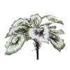 Escargot Begonia Leaves 15 in. White/Green