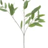 Eucalyptus Long Leaf 34 in.
