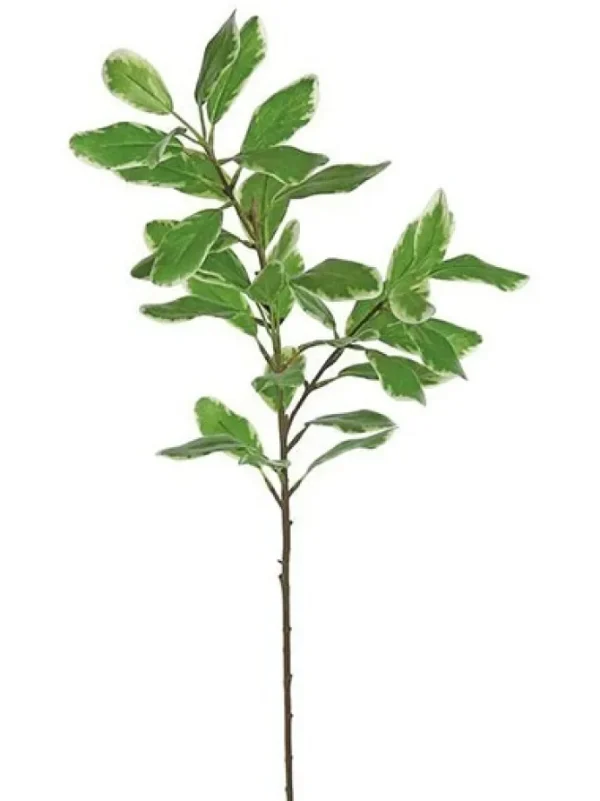 Ficus Leaf Branch 29 in. Green / White
