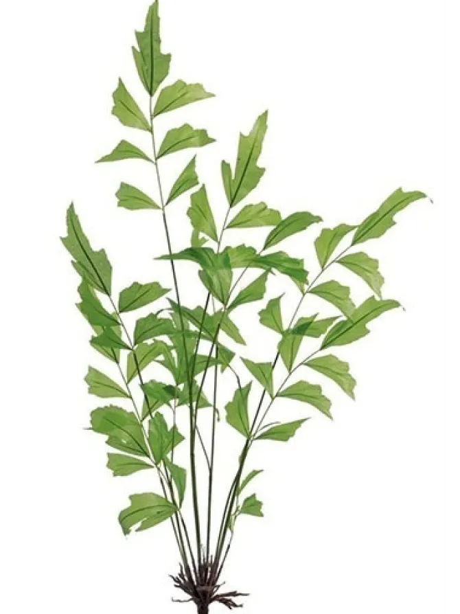 fishtail_palm__in_green_0-1.webp Fishtail Palm 42 in. Green