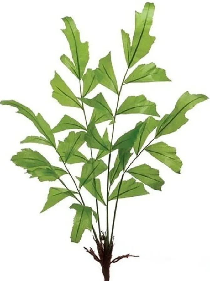 fishtail_palm__in_green_0.webp Fishtail Palm 31 in. Green