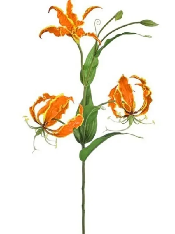 Gloriosa Lily w/ Buds 30 in. Orange