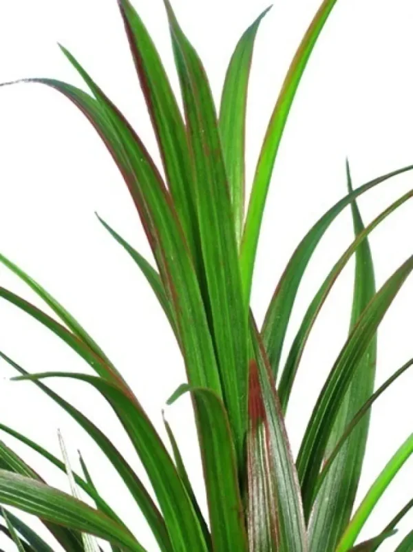 Grass Bush 33 in. Green / Red