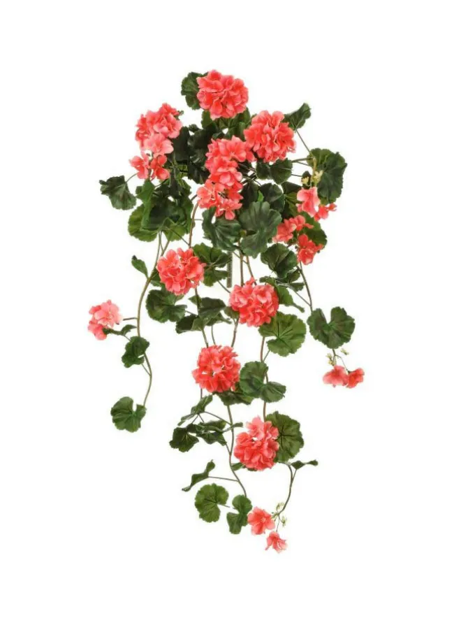 hanging_geranium_plant__i_0-3.webp Hanging Geranium Plant 36 in. Salmon