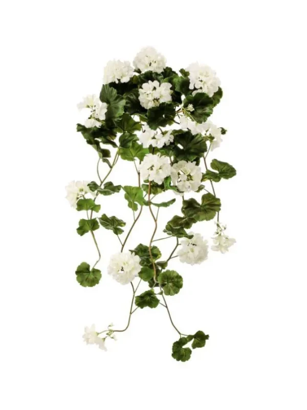 Hanging Geranium Plant 36 in. White