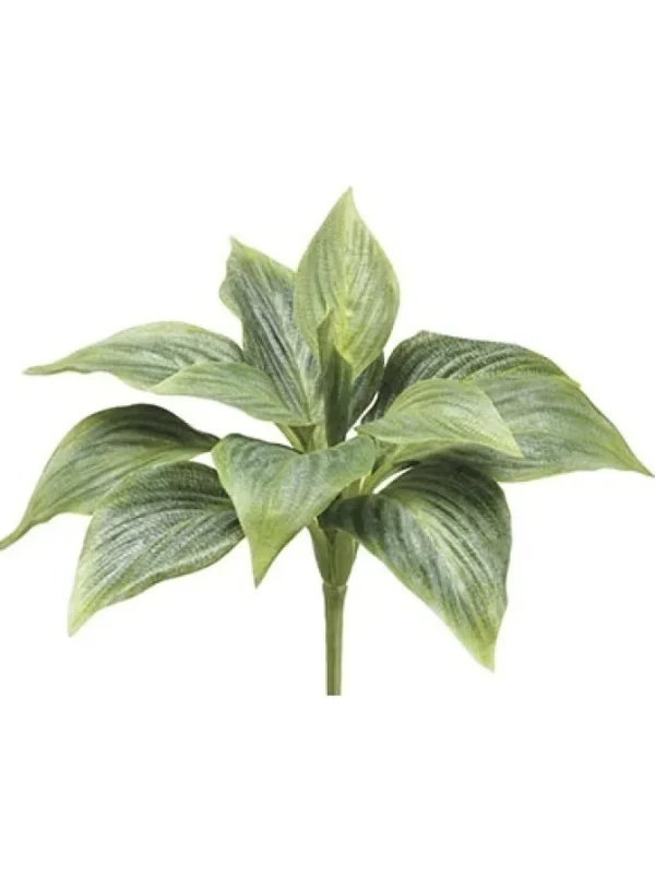 Hosta Bush Green 8 in.