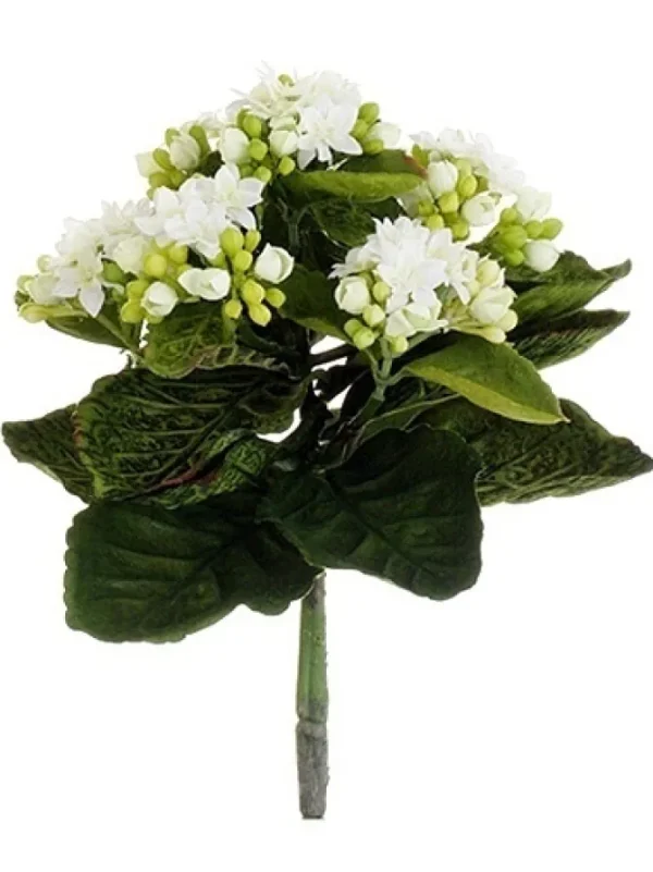 Kalanchoe Bush 9 in. White