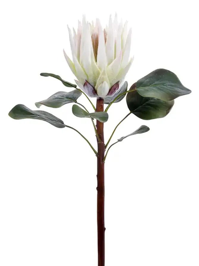 king_protea__in_white_0.webp King Protea 23.5 in. White