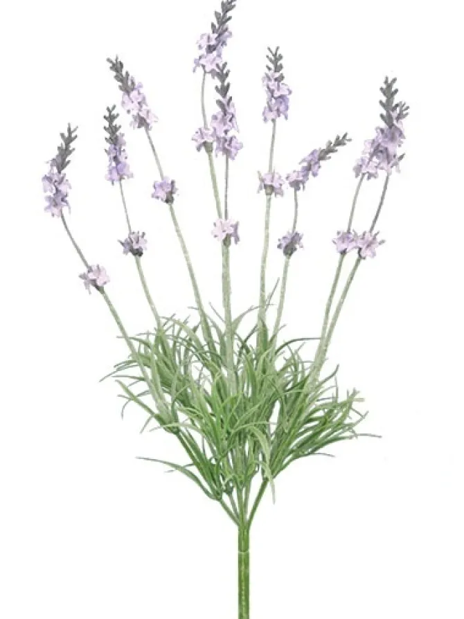 lavender_bush__in_0.webp Lavender Bush 14 in.