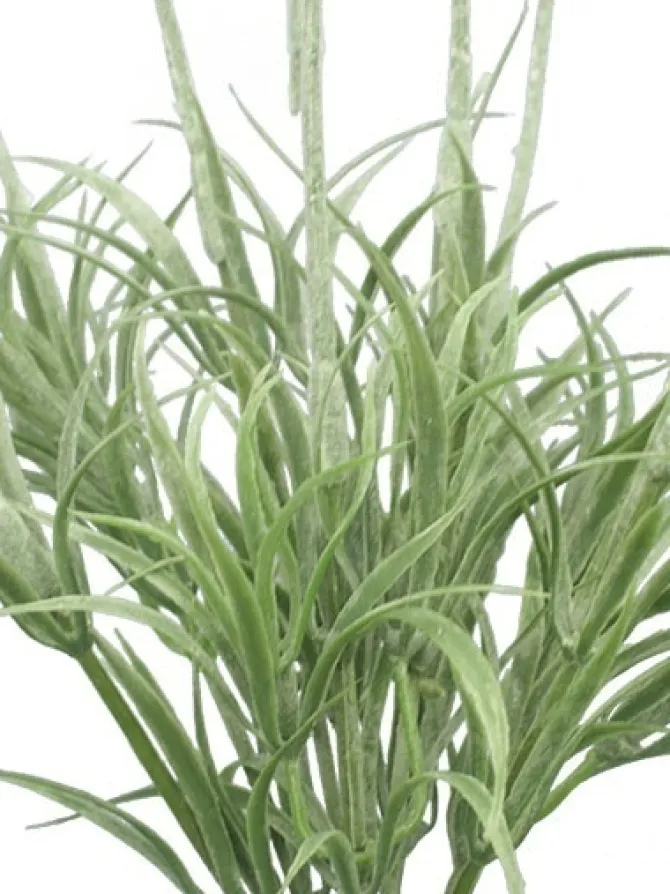 lavender_bush__in_1.webp Lavender Bush 14 in.