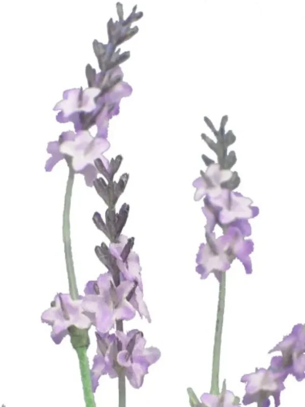 Lavender Bush 14 in.