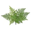 Leather Fern Bush 14 in.