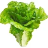 Lettuce 6 in. Green