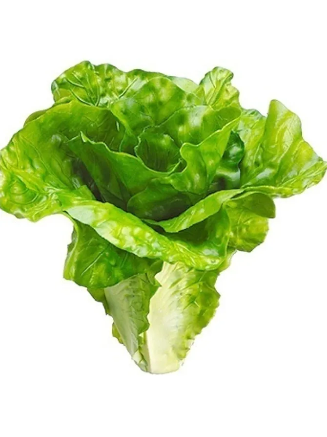 lettuce__in_green_0.webp Lettuce 6 in. Green