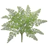 Maidenhair Bush 18 in.