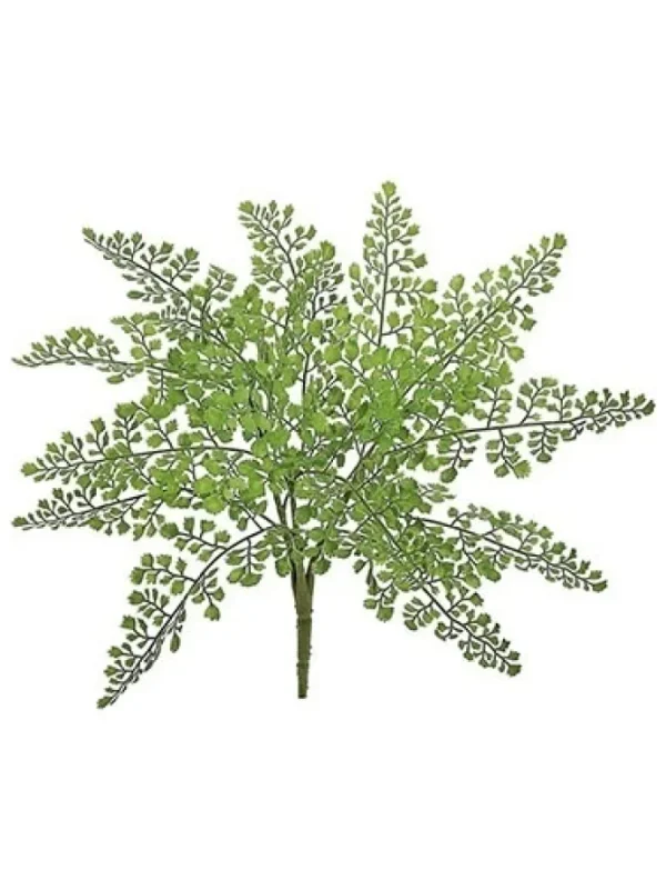Maidenhair Bush 18 in.