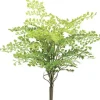 Maidenhair Fern 18 in.