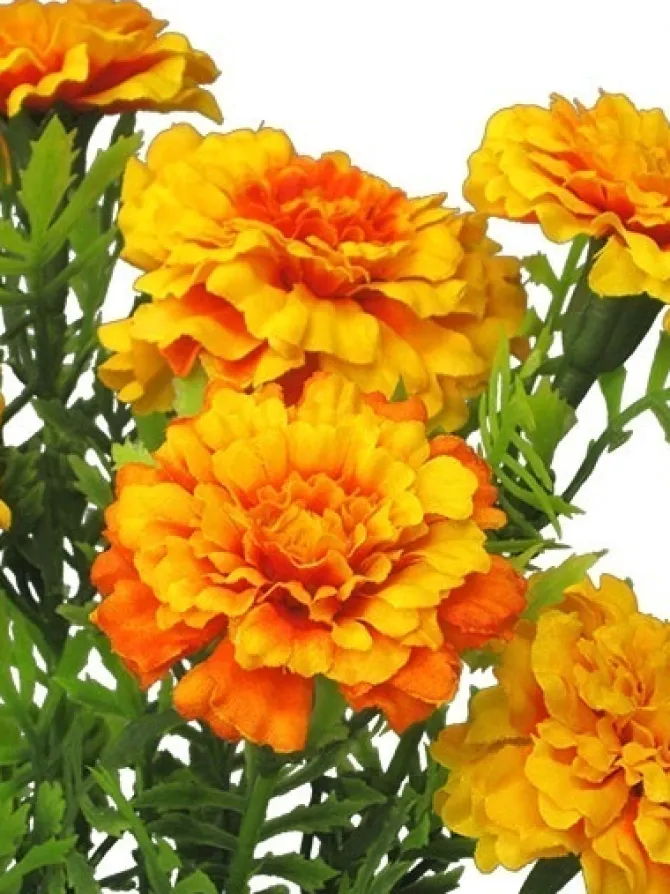 marigold_bush__in_yellow__2.webp Marigold Bush 14 in. Yellow / Orange