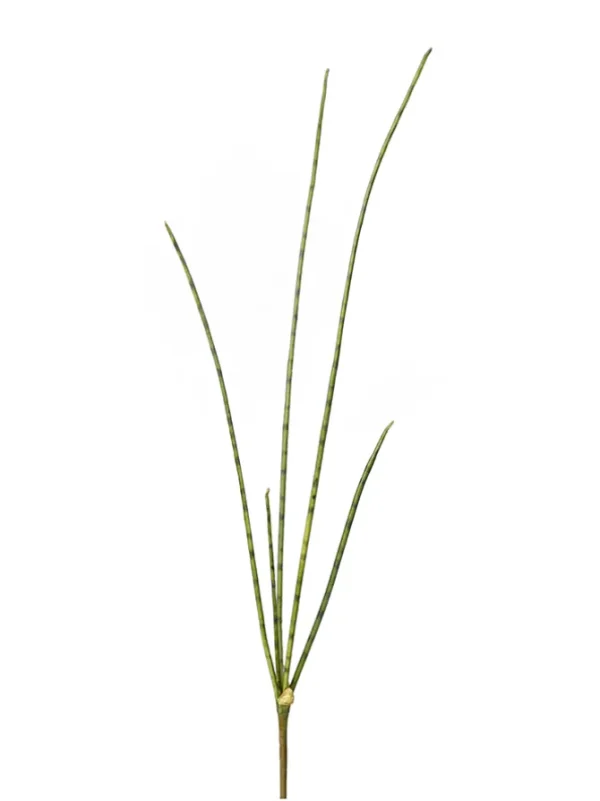 Mikado Sansevieria 30.71 In.