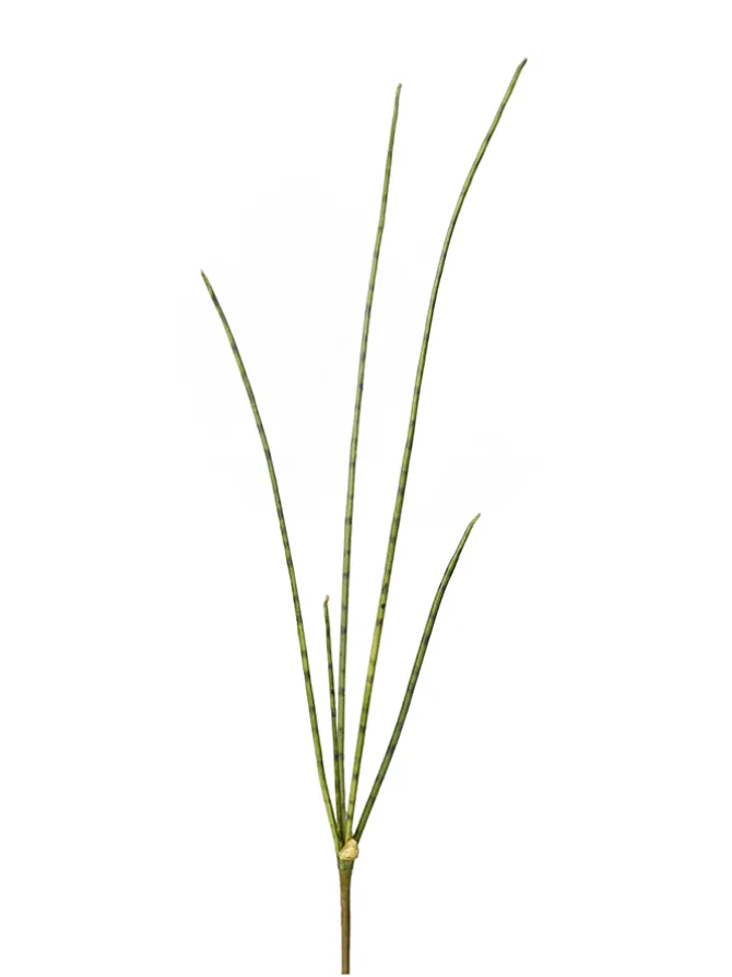 mikado_sansevieria__in_0.webp Mikado Sansevieria 30.71 In.