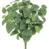 Mini Fittonia Bush 16 in. Green / Cream