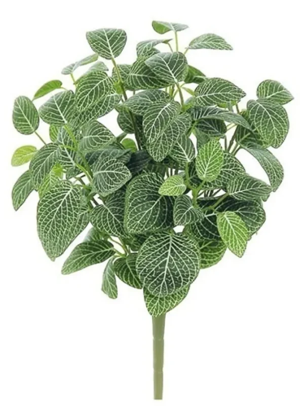Mini Fittonia Bush 16 in. Green / Cream