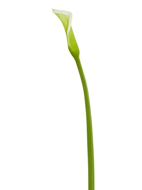 Natural Touch Calla Lily Bud 28 in. Light Green