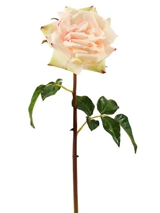 natural_touch_rose_westmi_0.webp Natural Touch Rose Westminster 20.5 in. Champagne