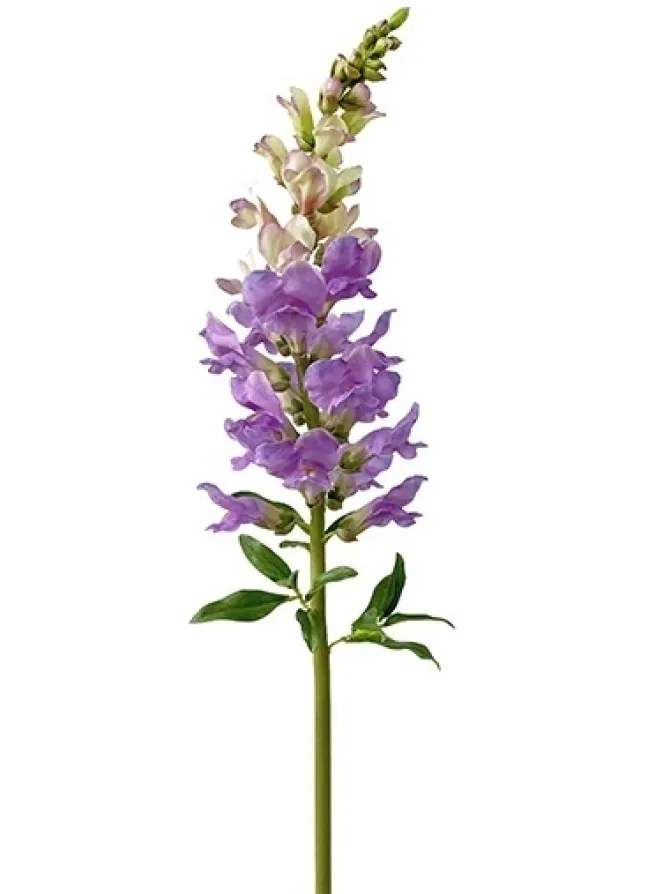 natural_touch_snapdragon__0.webp Natural Touch Snapdragon 30 in. Purple