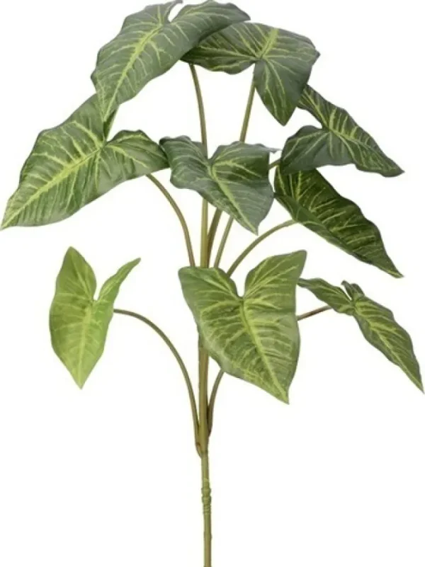 Nephthytis Plant 32 in.