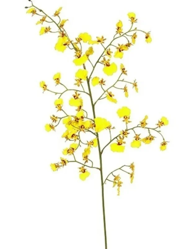 Oncidium Orchid 36.5 in. Yellow