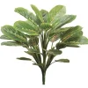 Peacock Plant 19 in. Green / Mauve