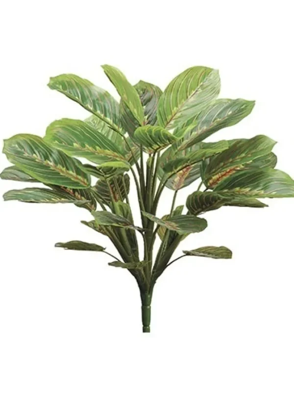 Peacock Plant 19 in. Green / Mauve