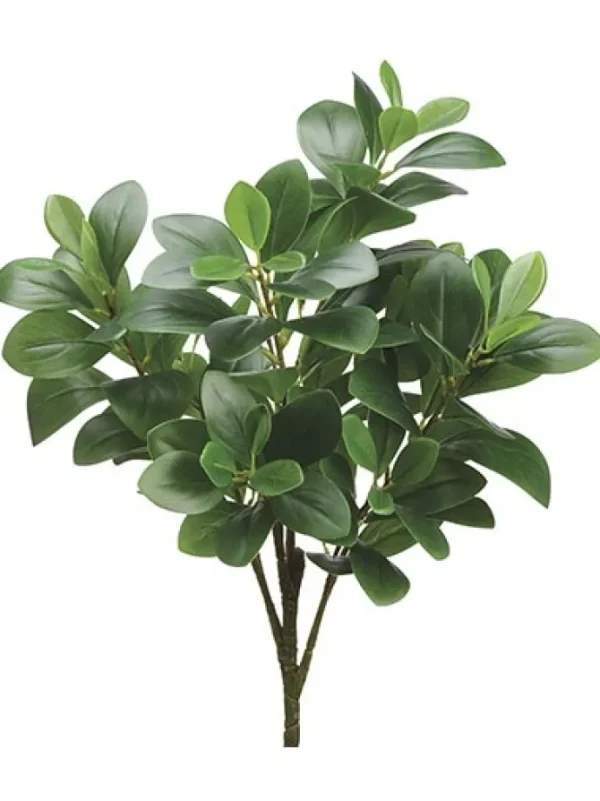 Peperomia Bush 20 in. Green