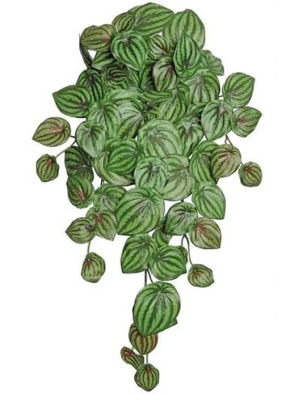 Peperomia Vine 25 in. Sage / Burgundy