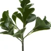Pepperomia Bush 12 in. Dark Green