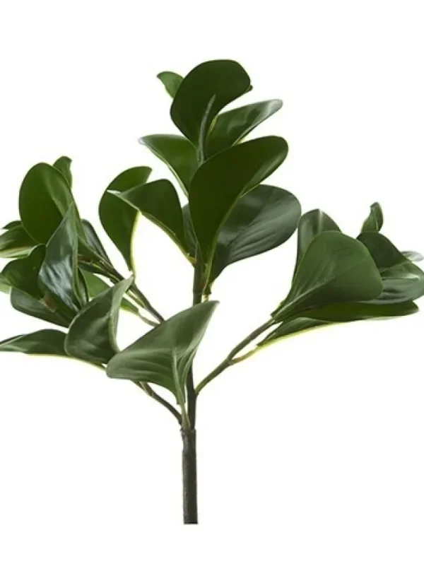 Pepperomia Bush 12 in. Dark Green