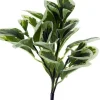 Pepperomia Bush 12 in. Green / White