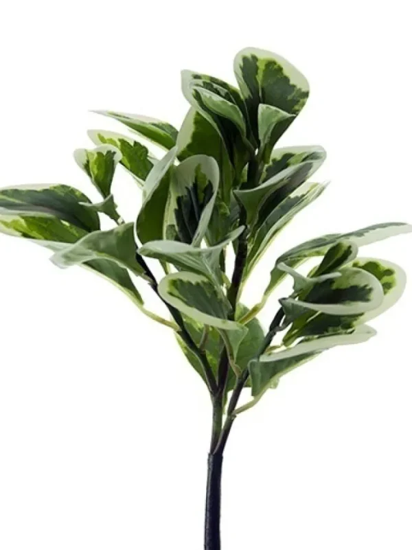 Pepperomia Bush 12 in. Green / White