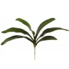 Phalaenopsis Foliage 18 in.