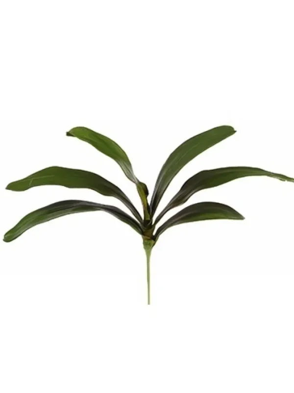 Phalaenopsis Foliage 18 in.