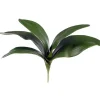 Phalaenopsis Foliage 11 in.