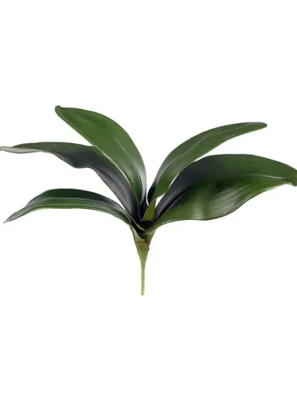 Phalaenopsis Foliage 11 in.