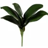 Phalaenopsis Foliage Small 9 in.